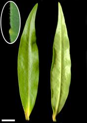 Veronica flavida. Leaf surfaces, adaxial (left) and abaxial (right). Scale = 10 mm. Magnified inset shows small tooth and hairs on leaf margin.
 Image: W.M. Malcolm © Te Papa CC-BY-NC 3.0 NZ